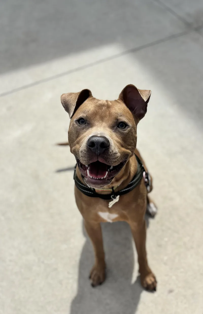 A young medium-sized male American Staffordshire Terrier dog named Jeremiah for adoption in Mount Pleasant, SC