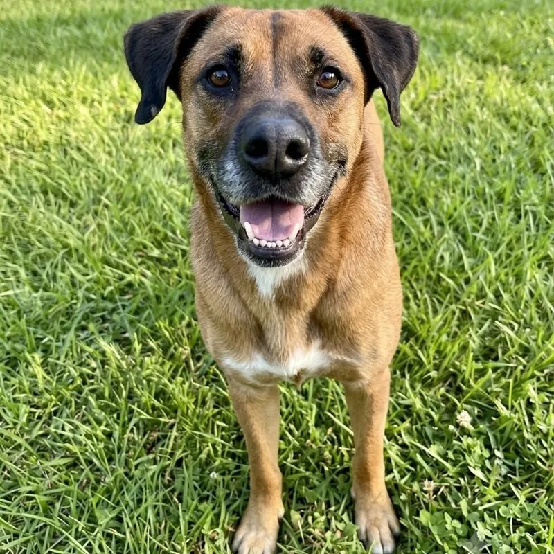 An adult medium-sized female Boxer dog named Tanya for adoption in Brooklyn, NY