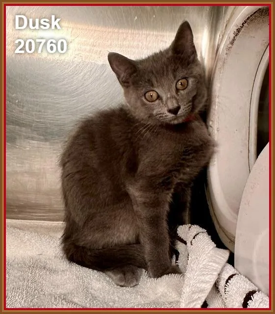 A baby medium-sized female Gray / Blue / Silver Domestic Short Hair cat named Dusk for adoption in Marietta, GA