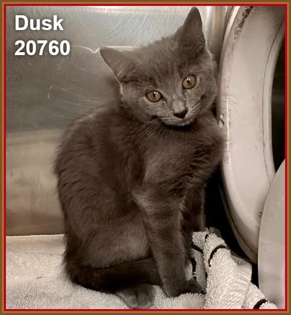 Dusk thumbnail 2