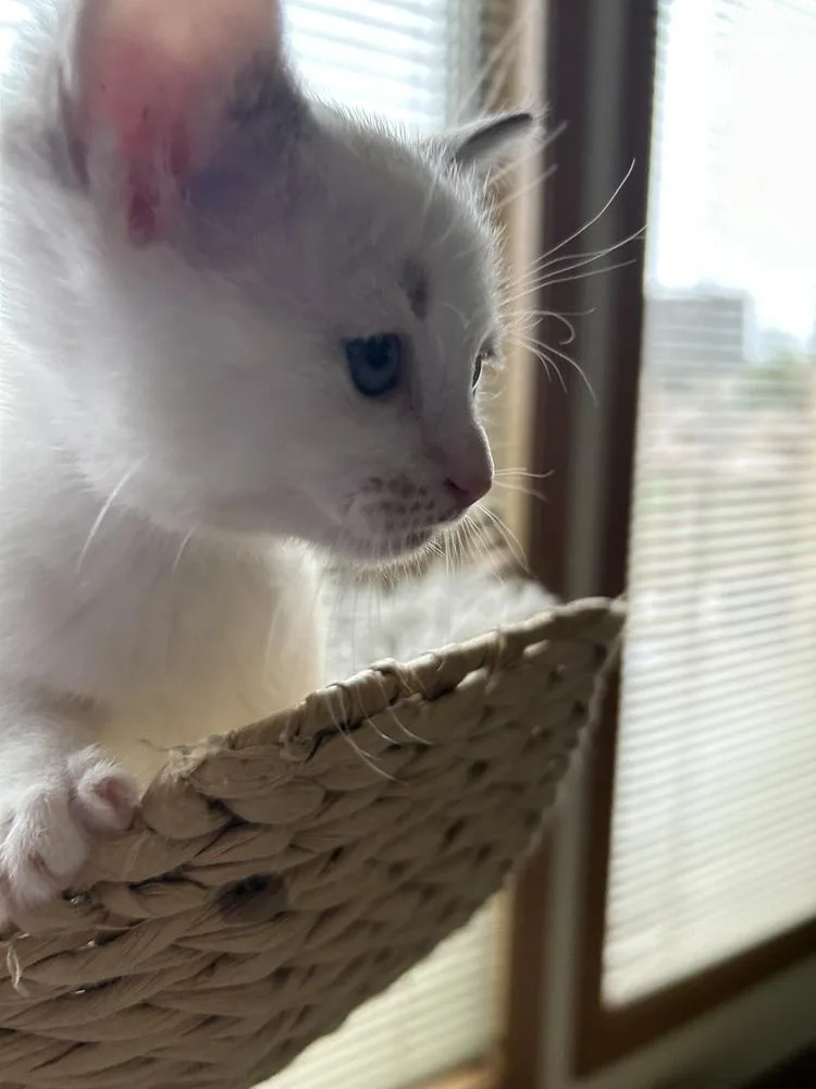 Skittles thumbnail 2