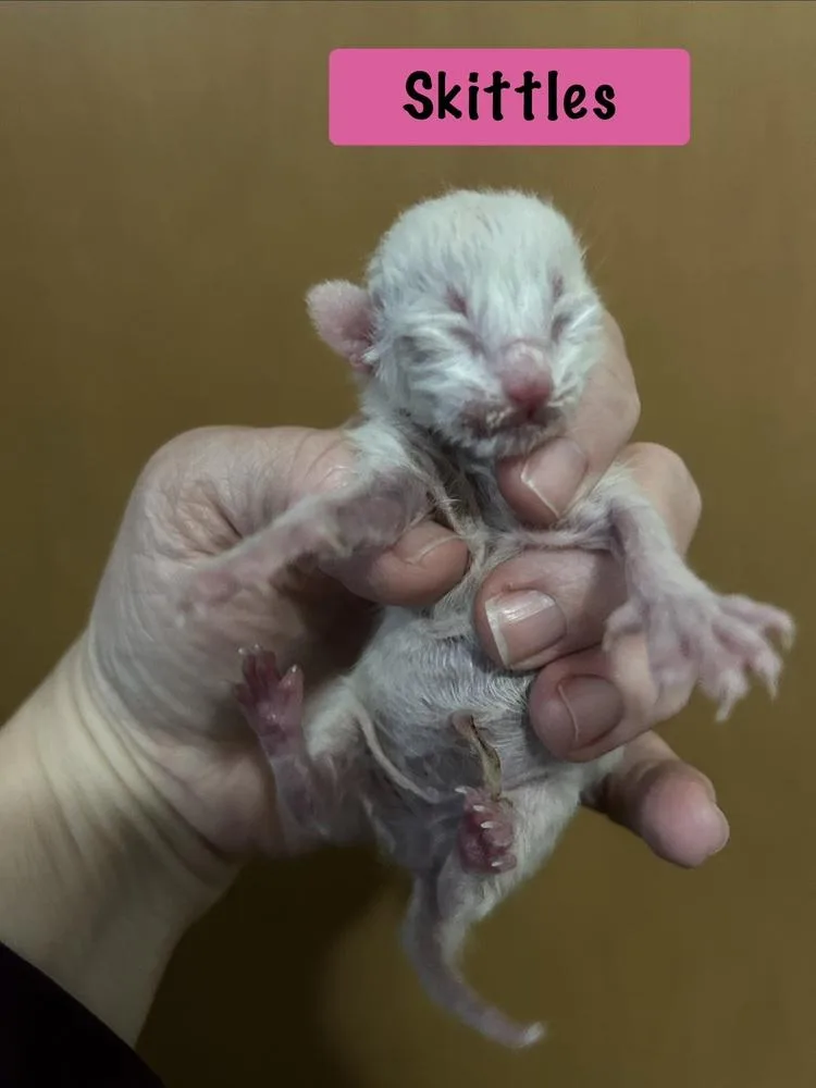 Skittles thumbnail 3