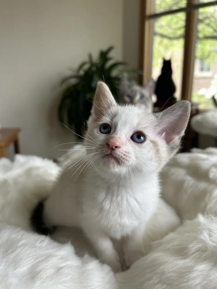 Skittles thumbnail 4