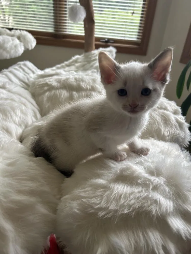 Skittles thumbnail 5