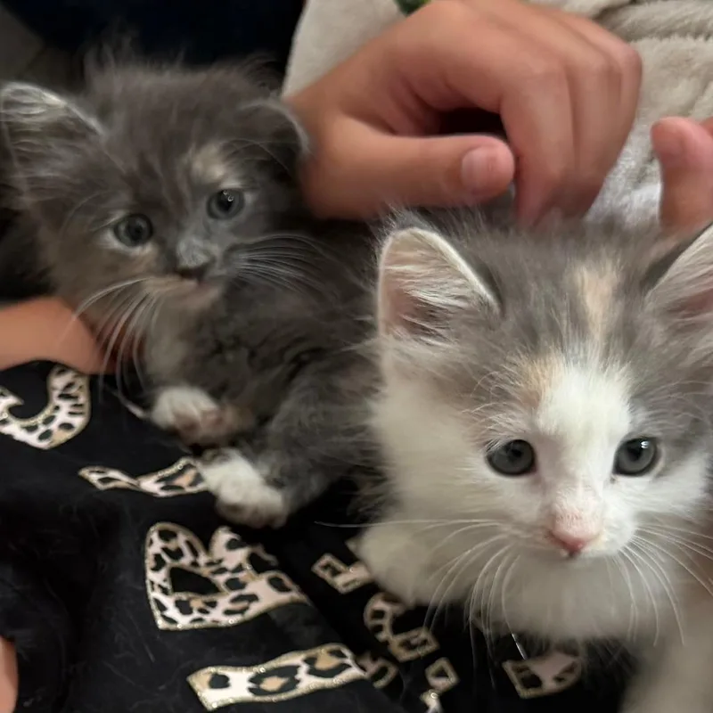 A baby small-sized female White Domestic Medium Hair cat named Paris for adoption in Leander, TX