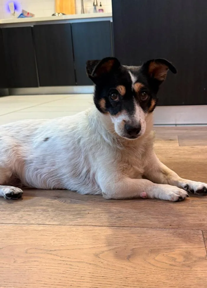 A senior small-sized female Tricolor (Brown, Black, & White) Dachshund dog named Florence for adoption in Los Angeles, CA