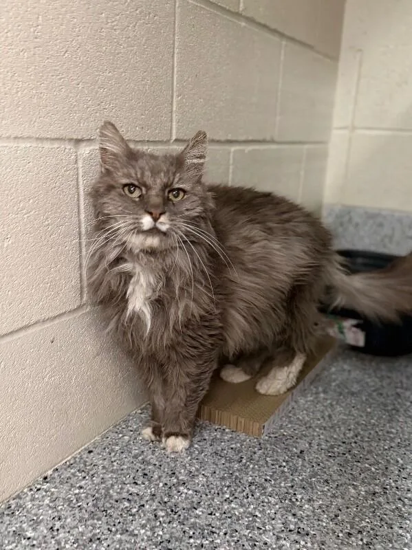 A senior medium-sized male Gray / Blue / Silver Domestic Long Hair cat named Shaq for adoption in Fruit Heights, UT