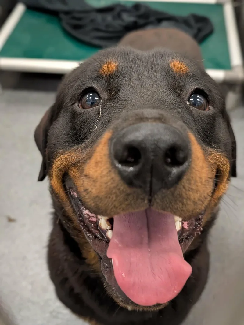 An adult large-sized male Rottweiler dog named Fire for adoption in Hillsboro, NH