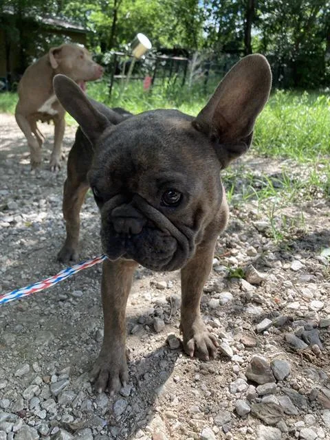 An adult small-sized male French Bulldog dog named Benny for adoption in Dallas, TX
