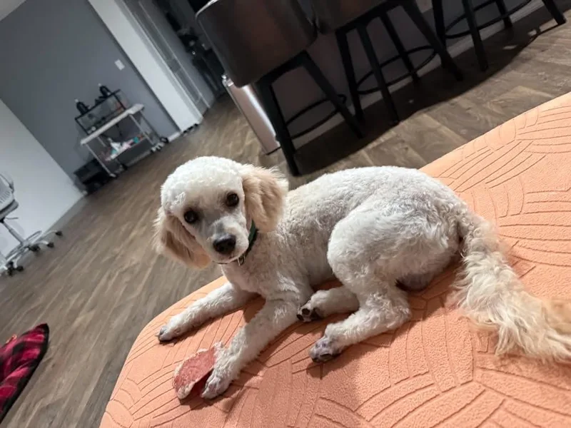 A young small-sized male White / Cream Miniature Poodle dog named Louis for adoption in conroe, TX