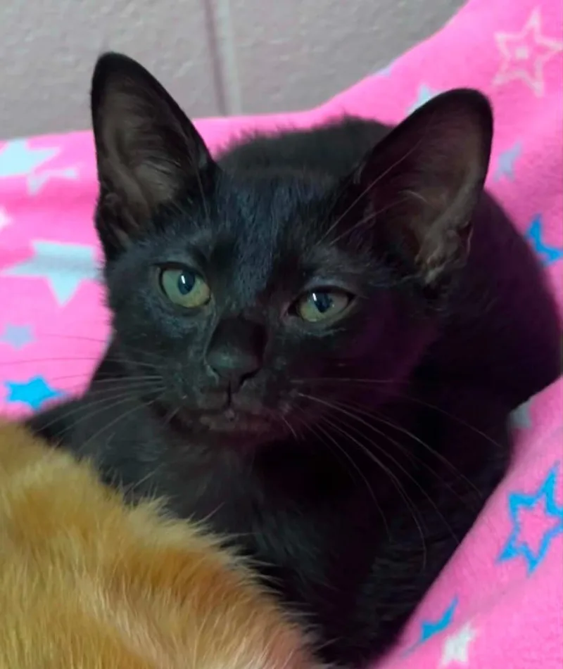 A baby small-sized male Domestic Short Hair cat named Ameowgo for adoption in East Ridge, TN