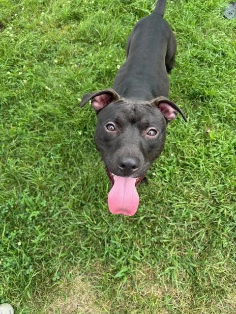A young medium-sized male Black American Staffordshire Terrier dog named Wally for adoption in West Springfield, MA