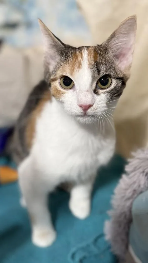 A baby small-sized female Domestic Short Hair cat named Rumba for adoption in Jackson, GA