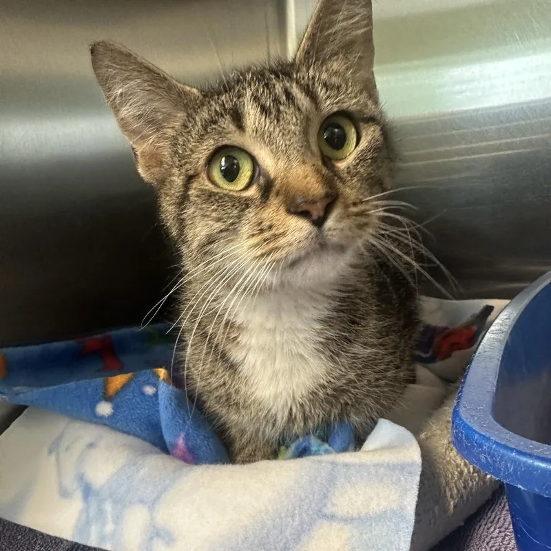 An adult medium-sized female Brown / Chocolate Domestic Short Hair cat named Rowena for adoption in Columbia Station, OH