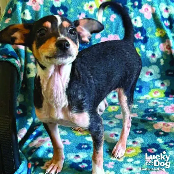 A baby small-sized male Chihuahua dog named Marston for adoption in Washington, DC