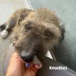A senior small-sized male Black Wire Fox Terrier dog named Knuckles for adoption in Moline, IL