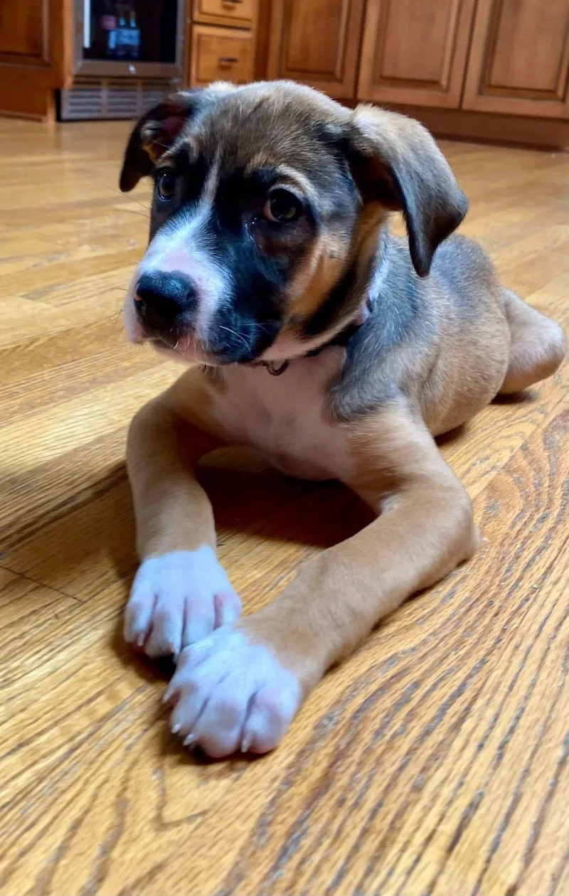 A baby medium-sized female Tricolor (Brown, Black, & White) Hound dog named Bronzee for adoption in Orland Park, IL