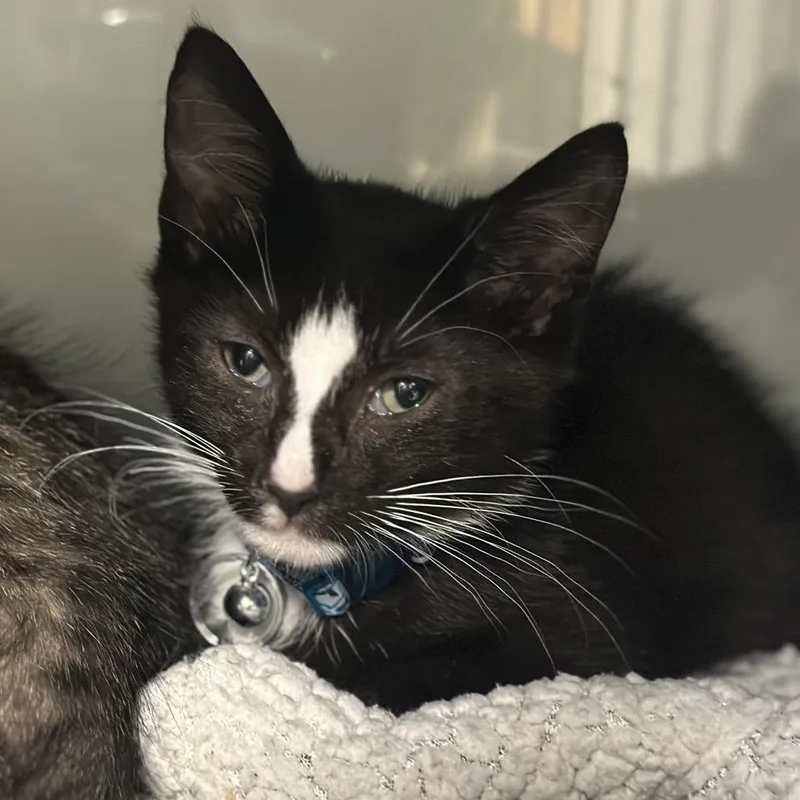 A baby small-sized male Black Domestic Short Hair cat named H Megumi for adoption in Port Washington, NY