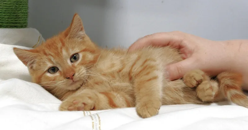 A baby medium-sized male Tabby (Orange / Red) Domestic Short Hair cat named Opie for adoption in Beechbottom, WV