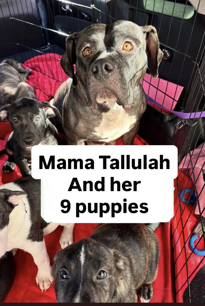 Tallulah thumbnail 3