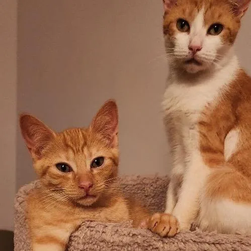 A baby small-sized female Orange / Red Domestic Short Hair cat named Mustard for adoption in Mount Laurel, NJ