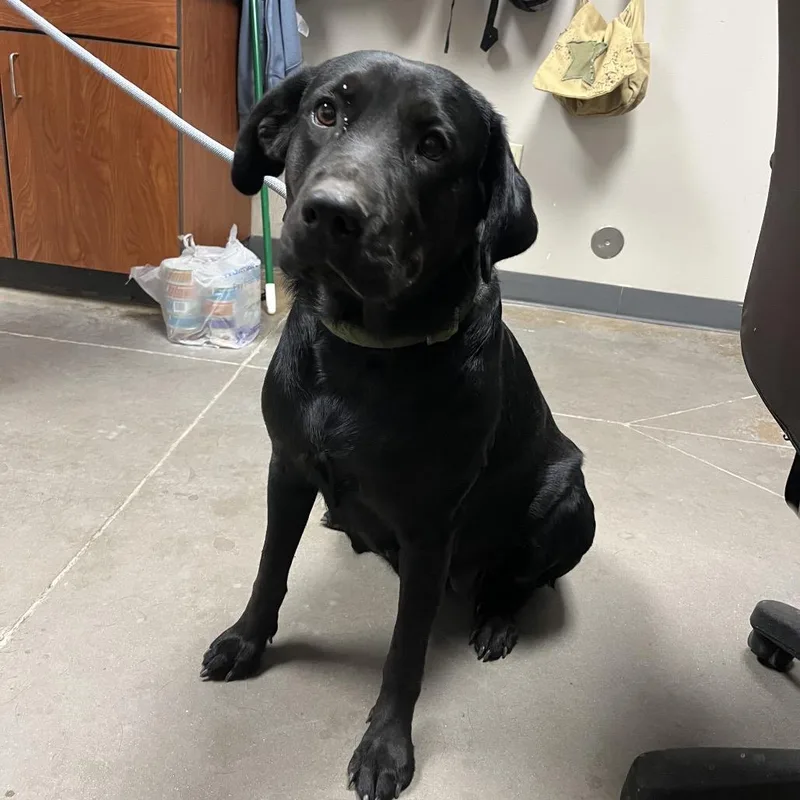 An adult large-sized female Black Black Labrador Retriever dog named Hollywood for adoption in Yuma, AZ