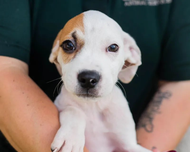 A baby medium-sized male White / Cream Hound dog named Splat for adoption in Mont Belvieu, TX