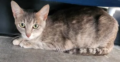 An adult medium-sized female Domestic Short Hair cat named Inadvertent for adoption in West Chester, PA