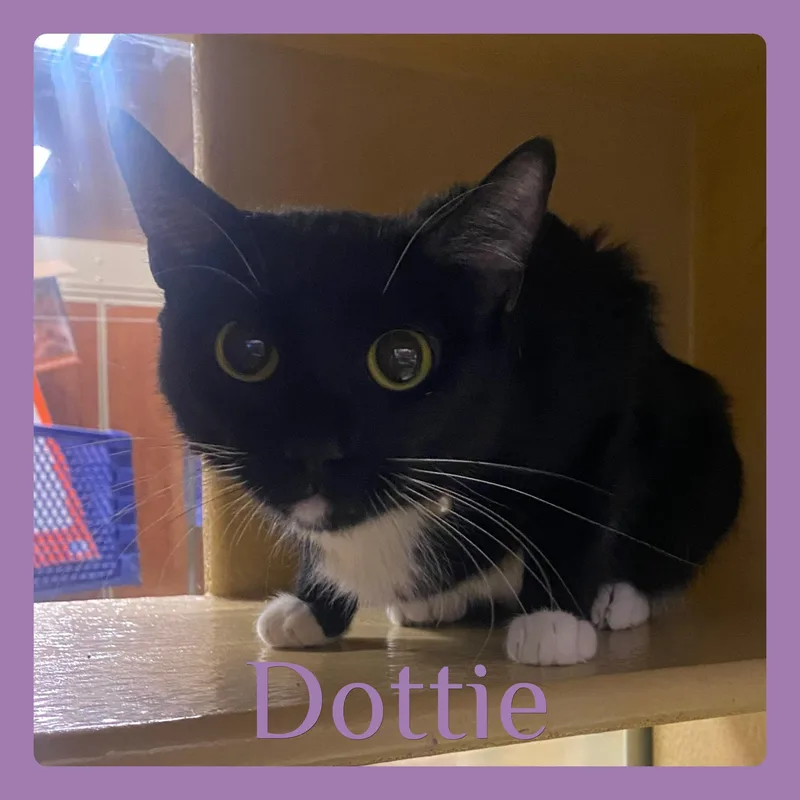 Dottie