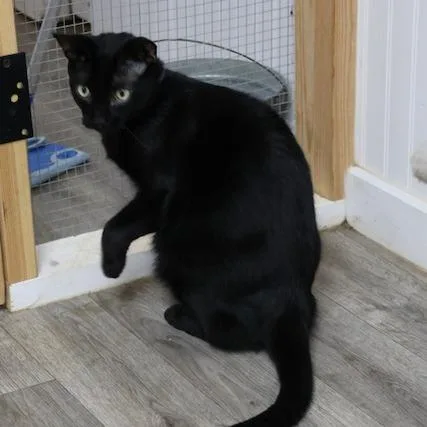 An adult large-sized male Domestic Short Hair cat named Milo for adoption in Delta, AL