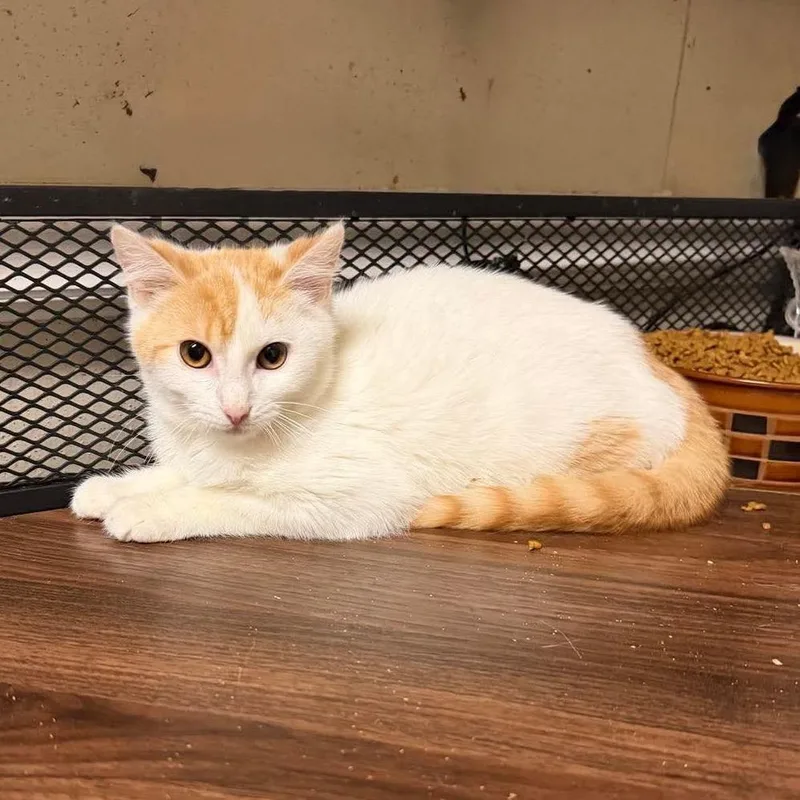 A young medium-sized male Orange / Red Domestic Short Hair cat named John Milton for adoption in Madison, WI