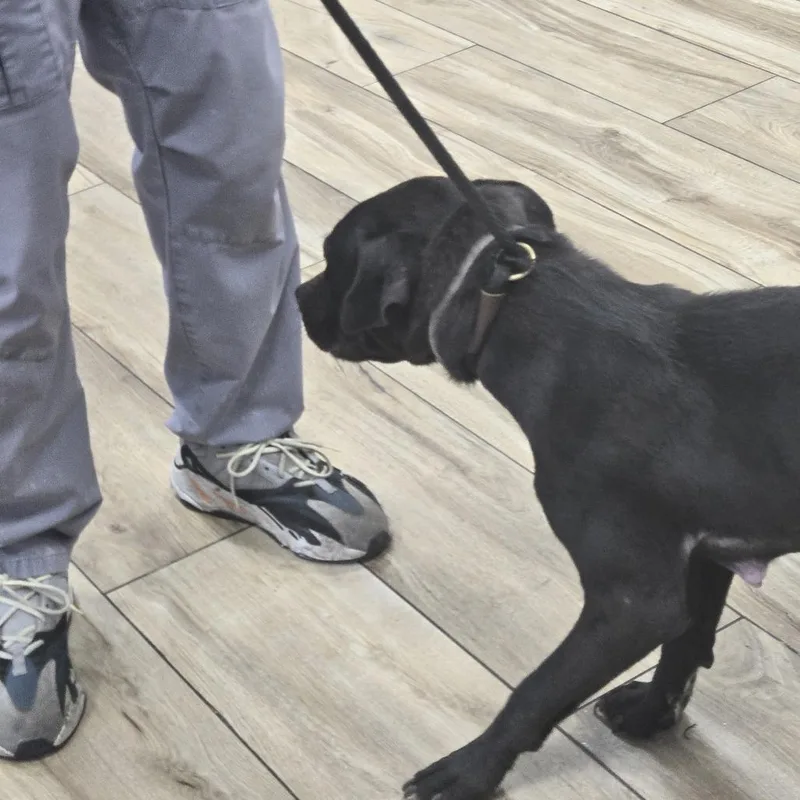 An adult medium-sized female Pit Bull Terrier dog named Cindy for adoption in Newark, NJ