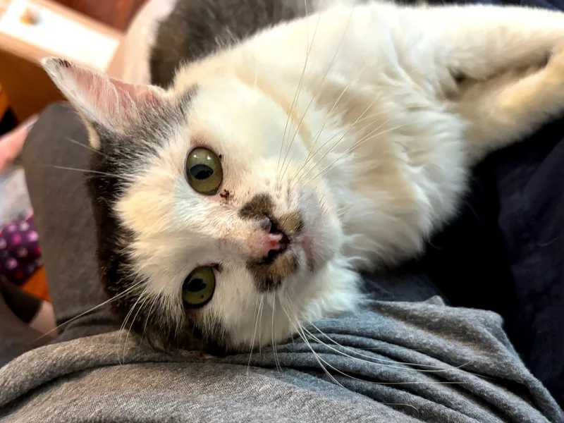 An adult medium-sized male Maine Coon cat named Charley for adoption in Newton, NC