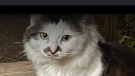 Charley thumbnail 2