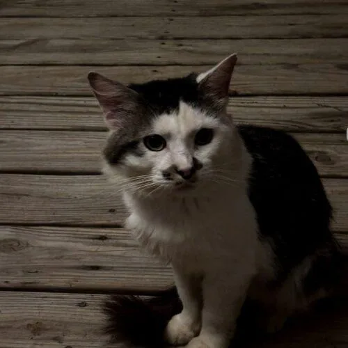 Charley thumbnail 4