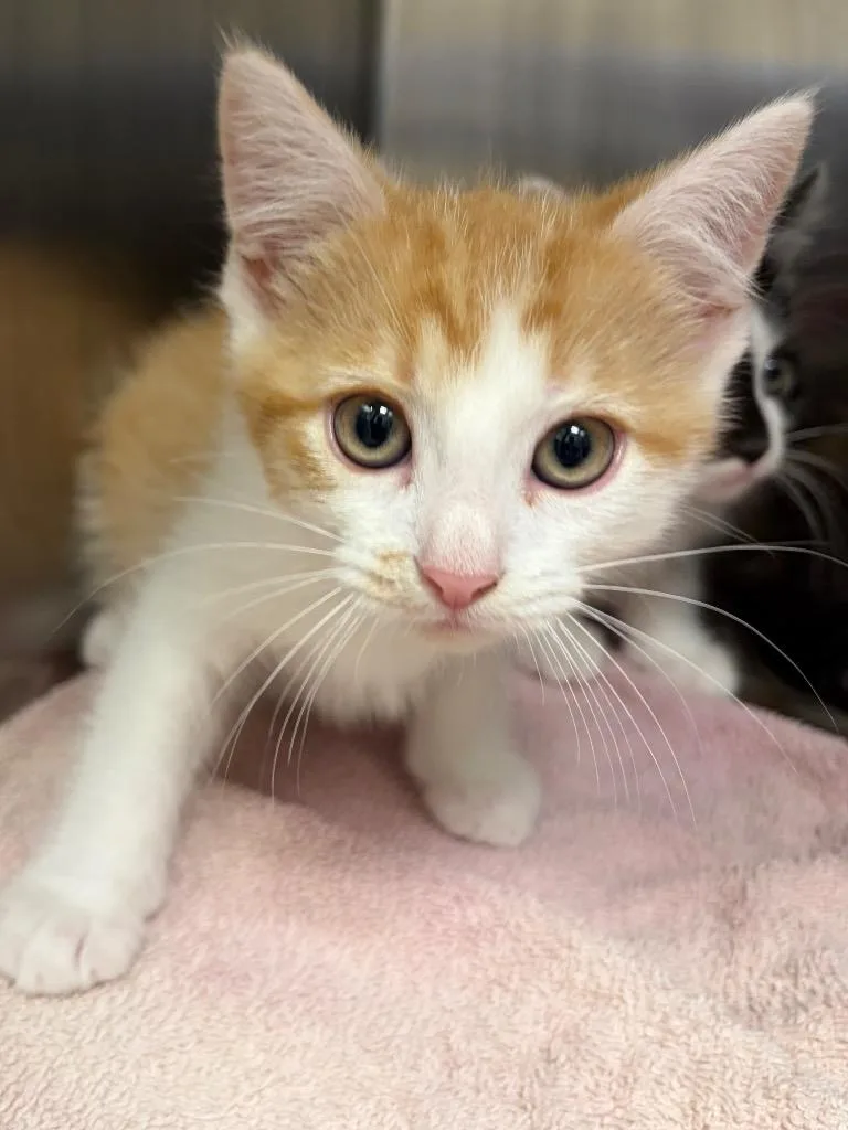A baby medium-sized male Domestic Short Hair cat named Colby Jack for adoption in Frankfort, KY