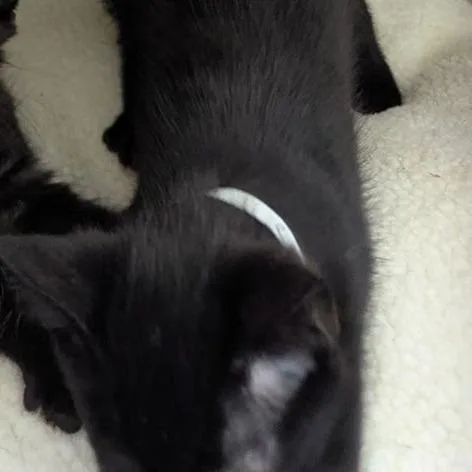 A baby small-sized male Black Domestic Short Hair cat named Seoul for adoption in Lynchburg, VA