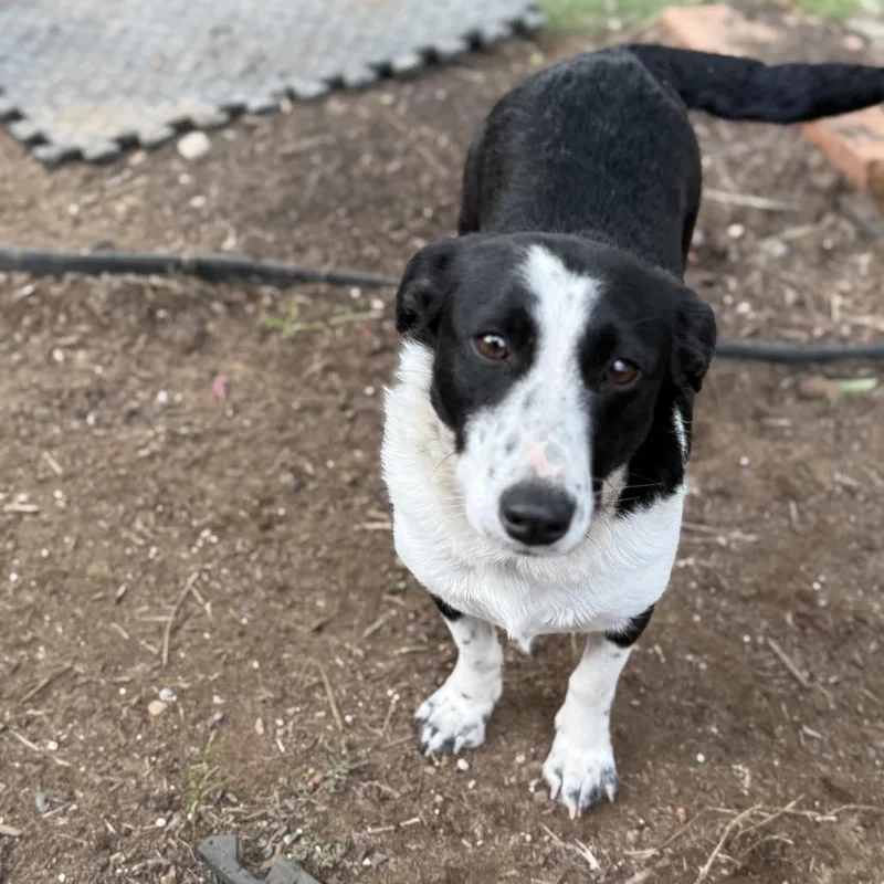 An adult small-sized female Border Collie dog named Darla for adoption in Sacramento, CA