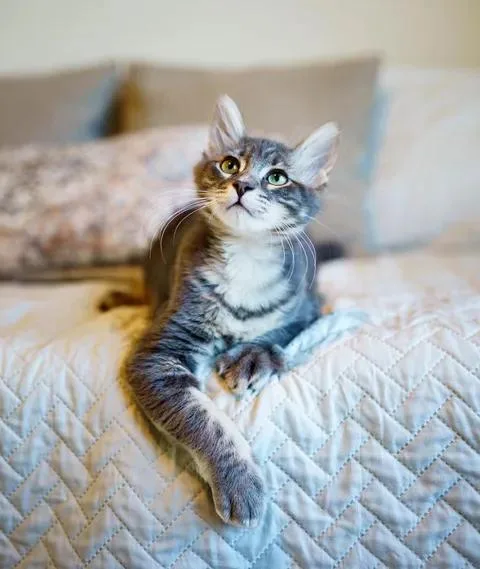 A baby medium-sized male Tabby (Gray / Blue / Silver) Tabby cat named Ash for adoption in Waxahachie, TX