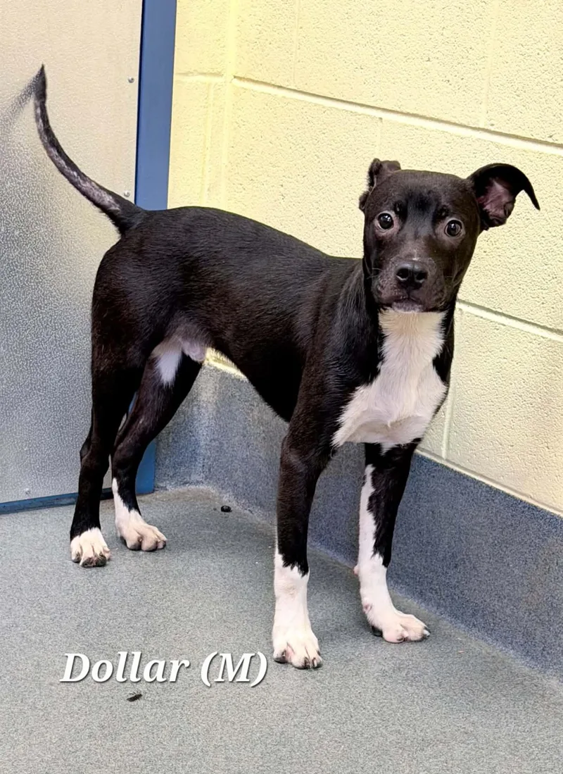 A young small-sized female Black Pit Bull Terrier dog named Little Bit for adoption in Amherst, VA