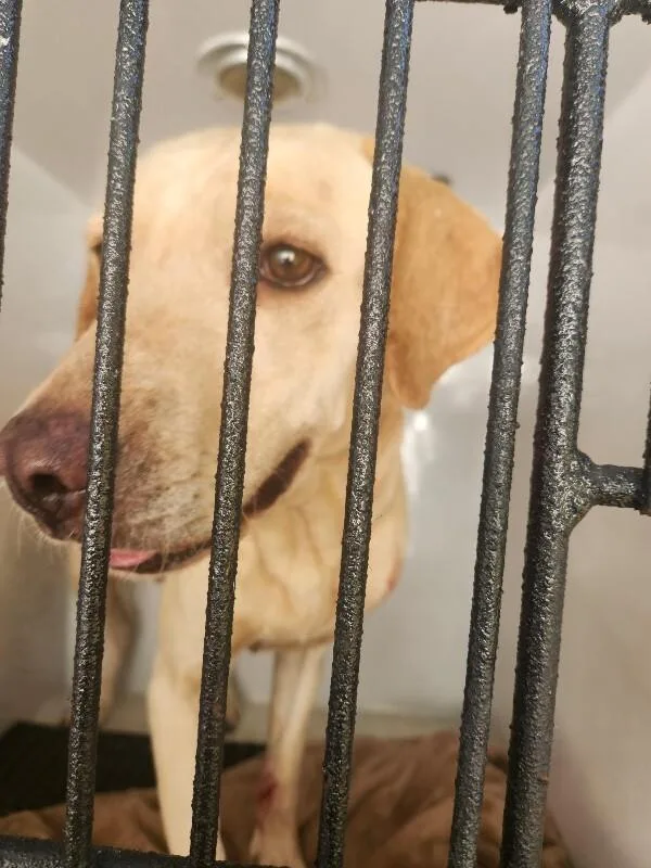 An adult medium-sized female Yellow / Tan / Blond / Fawn Mixed Breed dog named Honey for adoption in Mobile, AL