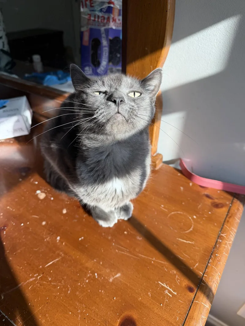 Pawmetto