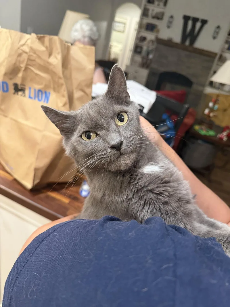 Pawmetto thumbnail 2