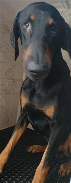 A young large-sized male Doberman Pinscher dog named Billy for adoption in Fort Lauderdale, FL