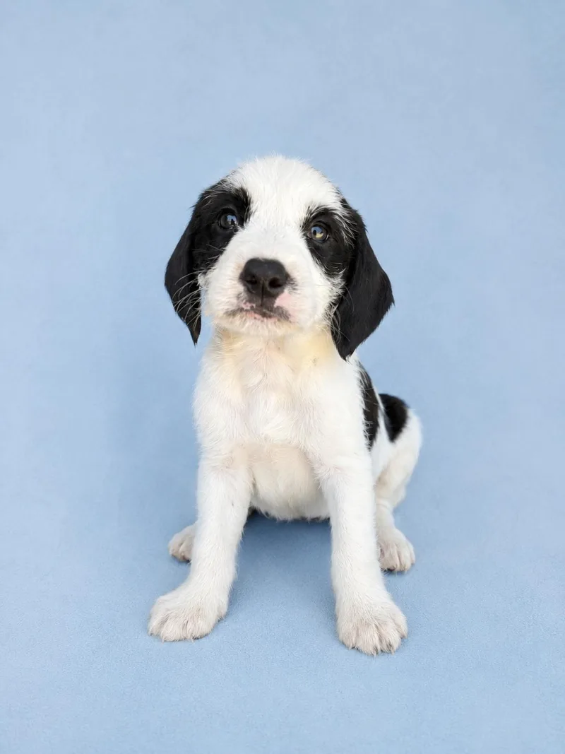A young medium-sized male Black Terrier dog named Nolan for adoption in Baton Rouge, LA