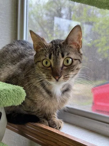 Piper