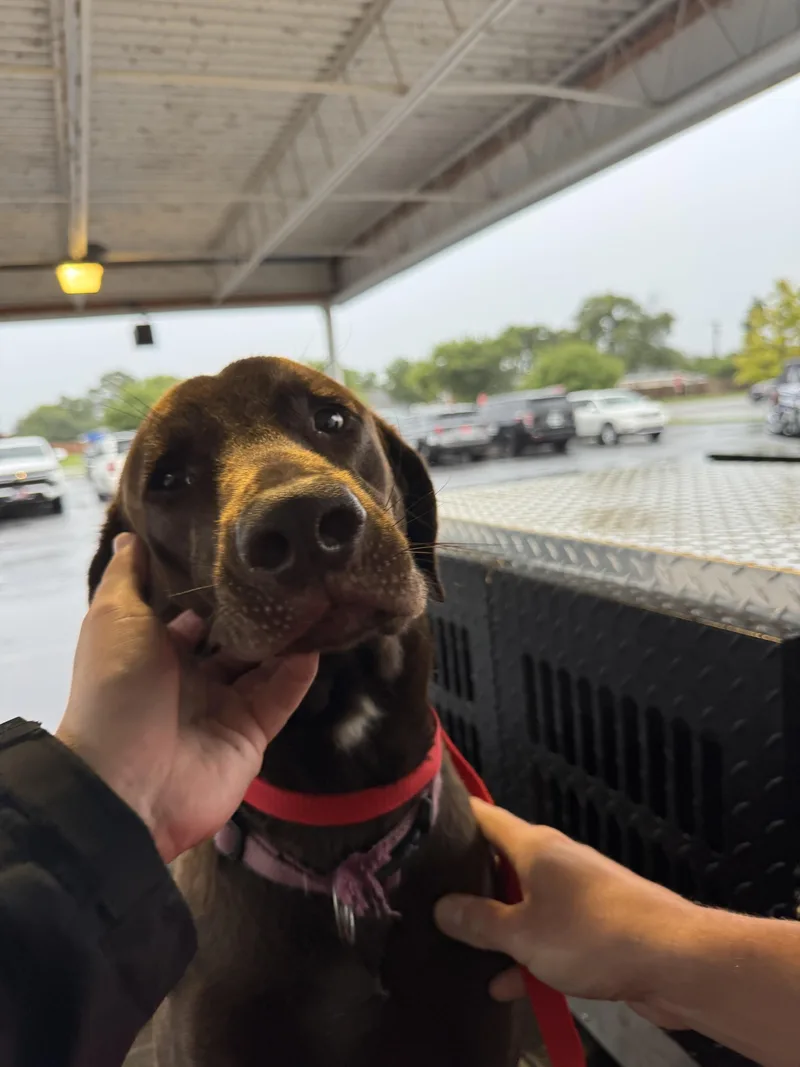 A young medium-sized male Chocolate Labrador Retriever dog named Chaos for adoption in Jenks, OK