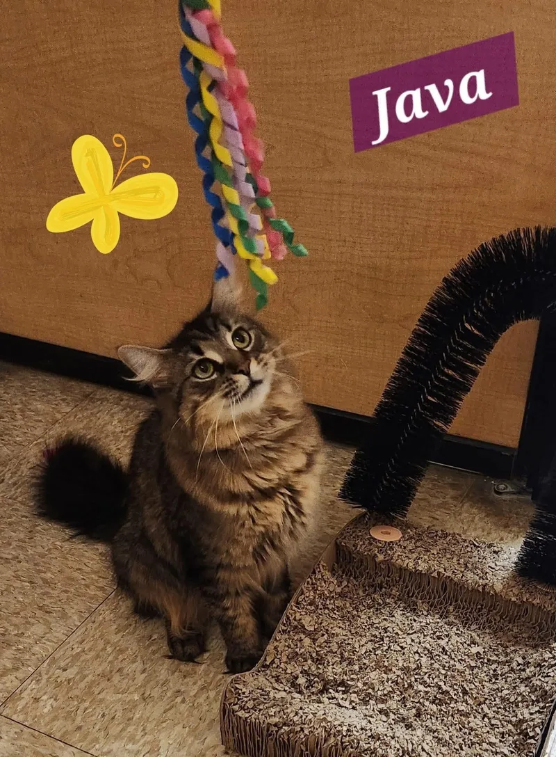 A young medium-sized female Domestic Medium Hair cat named Java for adoption in Sicklerville , NJ