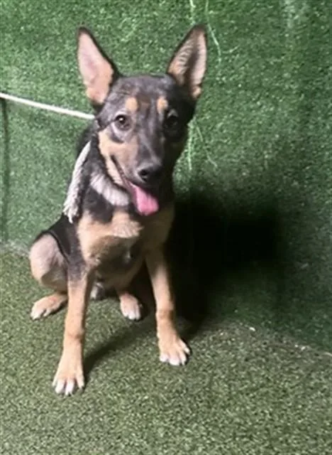 A young medium-sized male German Shepherd Dog dog named Ace for adoption in Lancaster, CA
