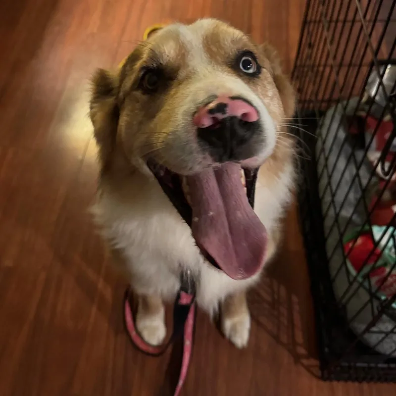 An adult medium-sized male Yellow / Tan / Blond / Fawn Australian Shepherd dog named Boomer for adoption in Fredericksburg, VA
